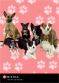 Green Screen Dog Photography